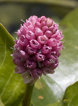 Swamp Flower 6485